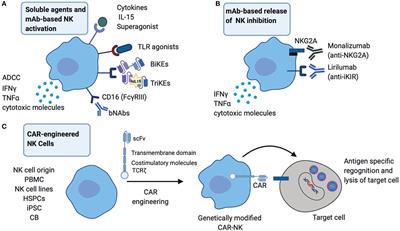 Harnessing Natural Killer Cell Innate and Adaptive Traits in HIV Infection